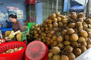 Fresh coconut prices in Mekong Delta surge amid supply shortage