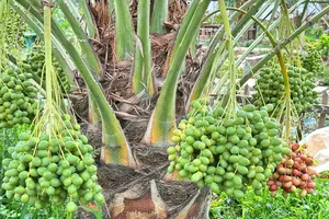Date palm farming brings billion-dong profits to farmers