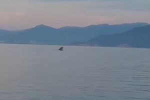 Whale reappears in Nha Trang Bay’s Hon Mun area
