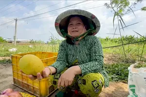 Dong Thap farmers boost incomes with organic mango farming, eco-tourism
