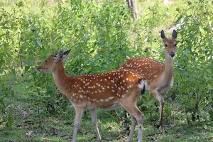 Kon Ka Kinh National Park’s Bai Nai becomes sanctuary for deer and sambar