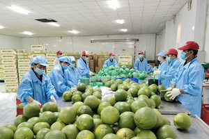 Vinh Long scales up green-skinned pomelo farming for export