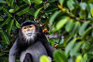 Measures suggested to conserve black-shanked doucs on Ba Den Mountain