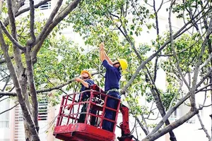 HCMC prioritizes tree pruning to enhance safety during rainy season