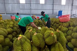 50 Vietnamese labs approved for durian, jackfruit exports to China