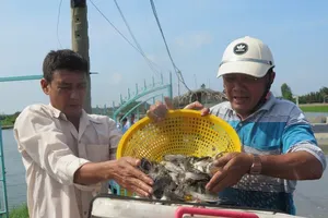An Thoi Dong farmers prosper from aquaculture potential