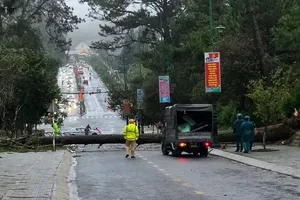 Heavy rain, strong winds topple trees across Lam Dong