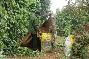 Vietnam’s coffee exports top US$6 billion in first eight months of 2026
