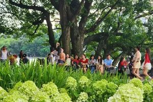 Matcha-green hydrangeas draw visitors to Hoan Kiem Lake