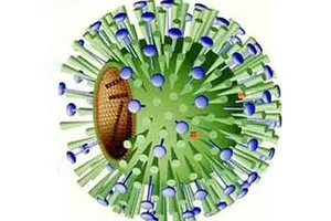 Virus cúm B. Ảnh minh họa