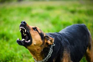 Đã có 3 người tử vong do bệnh dại, HCDC ra thông báo khẩn