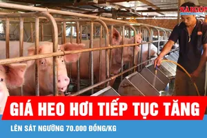 Giá heo hơi tăng sát ngưỡng 70.000 đồng/kg