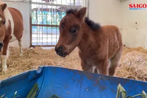 Xuất hiện “cô em út” Ca Cao trong gia đình ngựa lùn tại Thảo Cầm Viên Sài Gòn