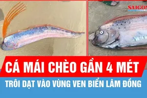 Cá mái chèo dài gần 4 mét trôi dạt vào vùng ven biển Lâm Đồng