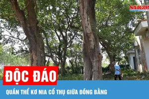 Độc đáo quần thể kơ nia cổ thụ giữa đồng bằng 