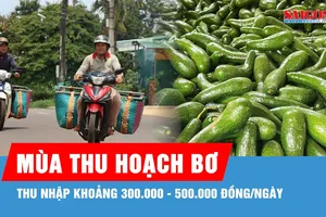 Ngược xuôi gom bơ mùa thu hoạch