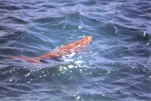 “Nàng tiên cá” Dugong xuất hiện tại vùng biển Côn Đảo