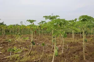 Vườn đu đủ gần 3.000 mét vuông của một hộ dân địa phương đã chết gần như hoàn toàn sau nhiều ngày chìm sâu trong nước