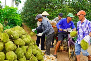 Thu hoạch sầu riêng của HTX Liên Đức, xã Kim Long, TPHCM