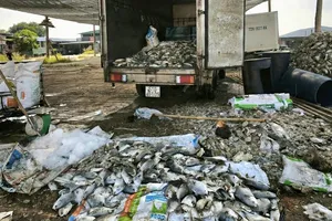 Cá chết được đưa lên phương tiện chuyên dụng chở đi tiêu hủy