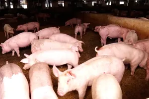 Heo hơi ở TPHCM đang được bán với giá 65.000 đồng/kg