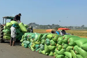 Phần lớn ruộng lúa của nông dân xã Long Điền đều đạt năng suất cao, phổ biến từ 7–8 tấn/ha