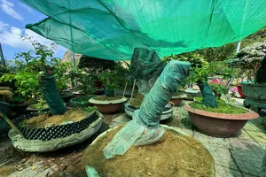 Vụ tịch thu 42 gốc mai ở Côn Đảo: Trả lại 21 gốc sau khi chủ sở hữu chứng minh được nguồn gốc