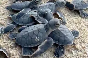 Vườn Quốc gia Côn Đảo thả hơn 5.600 rùa con về biển