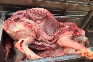 Miếng thịt có mỡ màu đỏ hồng và hạch có dấu hiệu xung huyết