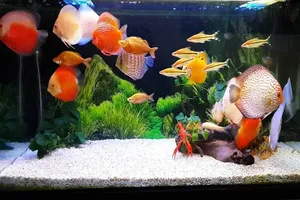 Kim ngạch xuất khẩu cá cảnh của TPHCM tăng hơn 27%