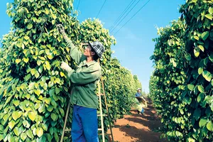 Xuất khẩu hồ tiêu năm 2021 đạt khoảng 950 triệu USD