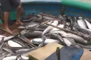 Cá vớt lên chạy lũ của ngư dân Quảng Ngãi bán không ai mua