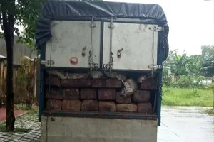 gỗ lậu ngụy trang dưới bao phân bốc mùi