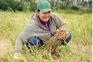 Người dân thu hoạch tỏi. Ảnh: NGUYỄN TRANG