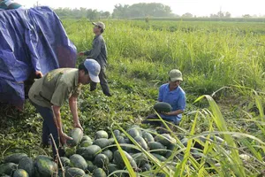Quảng Ngãi: Dưa hấu được mùa, trúng giá