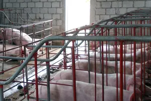 Nuôi heo trong môi trường sạch và thoáng mát giúp heo phát triển khỏe trong thời tiết chuyển mùa nắng nóng. Ảnh: NGUYỄN TRANG