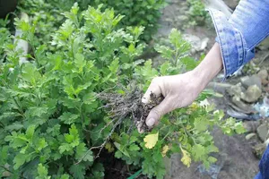 Người trồng hoa tết Quảng Ngãi lo lắng vì cây chậm phát triển