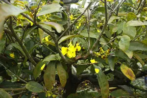 Quảng Ngãi: Mưa lạnh kéo dài, hoa mai nở sớm