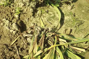 Những cây hoa lay ơn bị hư đã nhổ bỏ khỏi ruộng. Ảnh: NGUYỄN TRANG