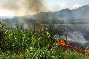 Quảng Ngãi: 18 hộ dân thiệt hại cháy ruộng mía
