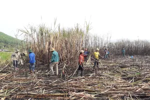 Quảng Ngãi: Nhà máy đường phải thu mua hết mía cho nông dân