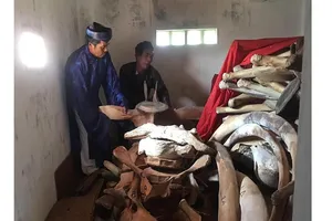 Quảng Ngãi: 14 tỷ đồng phục dựng bộ xương cá voi 