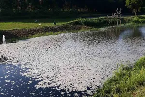 Quảng Ngãi: Dân “nín thở” sống gần kênh ô nhiễm, bốc mùi