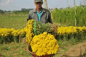 Quảng Ngãi: Cúc tai chuột, thạch bích nở rộ giữa làng hoa Nghĩa Hà