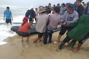 Người dân “giải cứu” cá ông chuông dạt vào bờ biển Quảng Ngãi