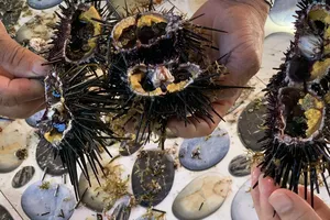 Quảng Ngãi: Săn nhum biển làm thành đặc sản “mắm nhum”
