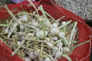 Tỏi Lý Sơn được cấp giấy chứng nhận “Chỉ dẫn địa lý”