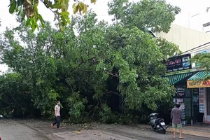 Cây đa đã ngã đè lên mái nhà của người dân gần đó