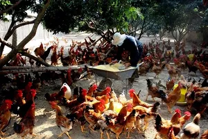 Cúm A (H5N8) xảy ra đầu tiên hộ chăn nuôi tỉnh Quảng Ngãi