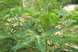 Hơn 3.600ha khoai mì tại Quảng Ngãi bị bệnh khảm lá